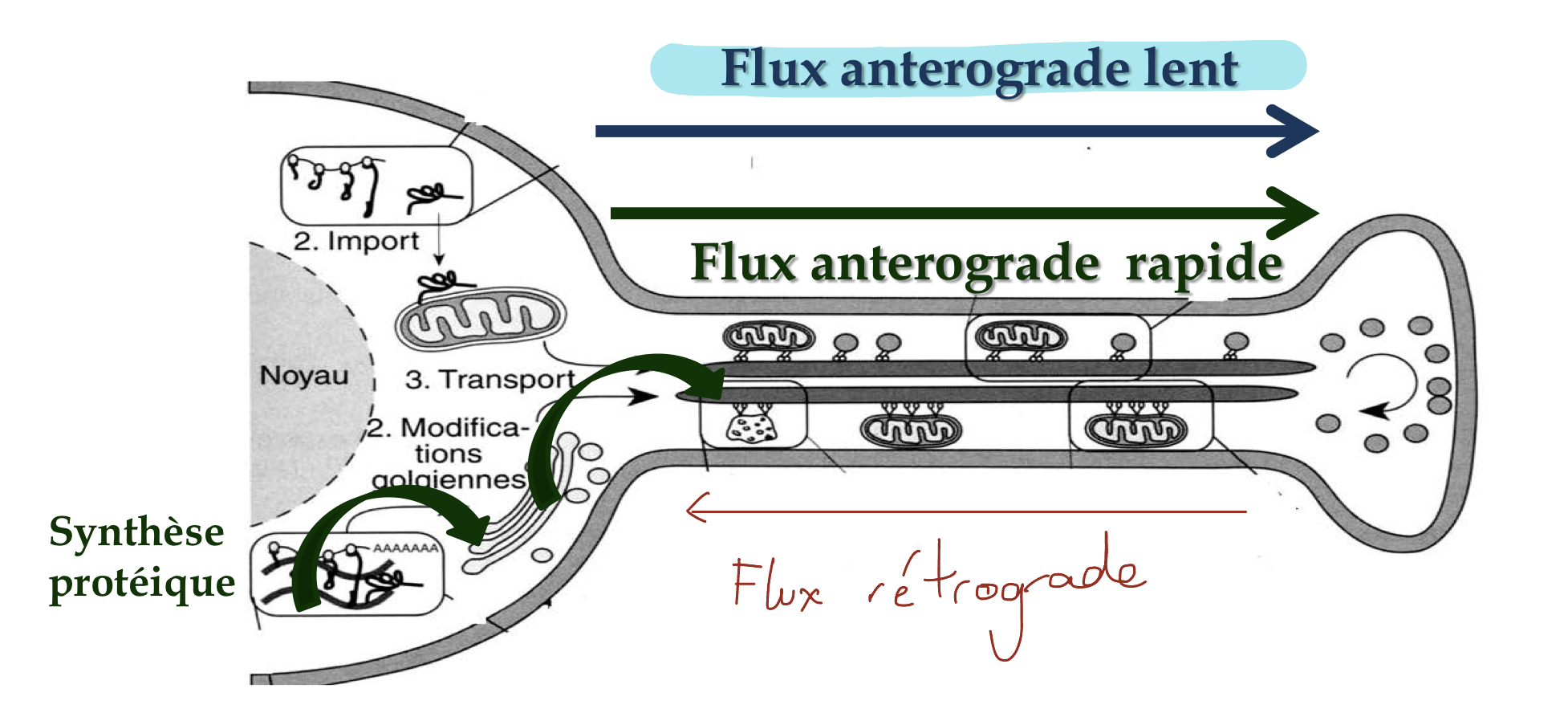 <p>-transporte les constituants cytoplasmiques solubles et les éléments du cytosquelette</p><p>-vitesse= vitesse de croissance de l’axone</p>