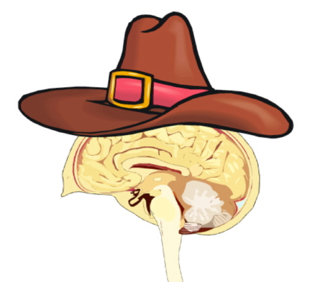 <p>Imagine a Texas hat on your head which is covering the outermost part of your brain – the cor"tex".</p>