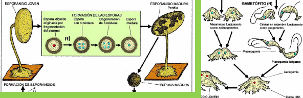 <p><strong>Copulación de planogametos</strong></p><p>✓mixamebas y las células flageladas (células de enjambre o mixoflagelados) actúan como <strong>gametos</strong>.</p><p>✓La meiosis tiene lugar en el interior de las fructificaciones durante la formación de las esporas (<strong>endosporas</strong>).</p><p>✓Está influenciada por factores como la <strong>luz</strong>, el <strong>pH</strong>, la <strong>temperatura</strong>, la <strong>humedad </strong>y el agotamiento de nutrientes</p>