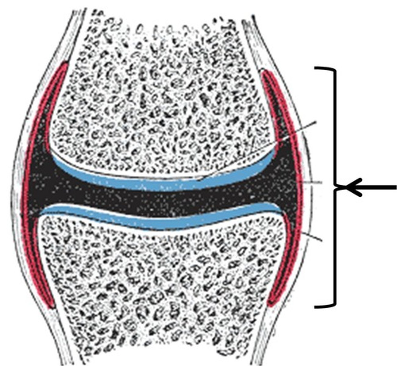 <p>Fibrous envelope that encloses a synovial joint</p>