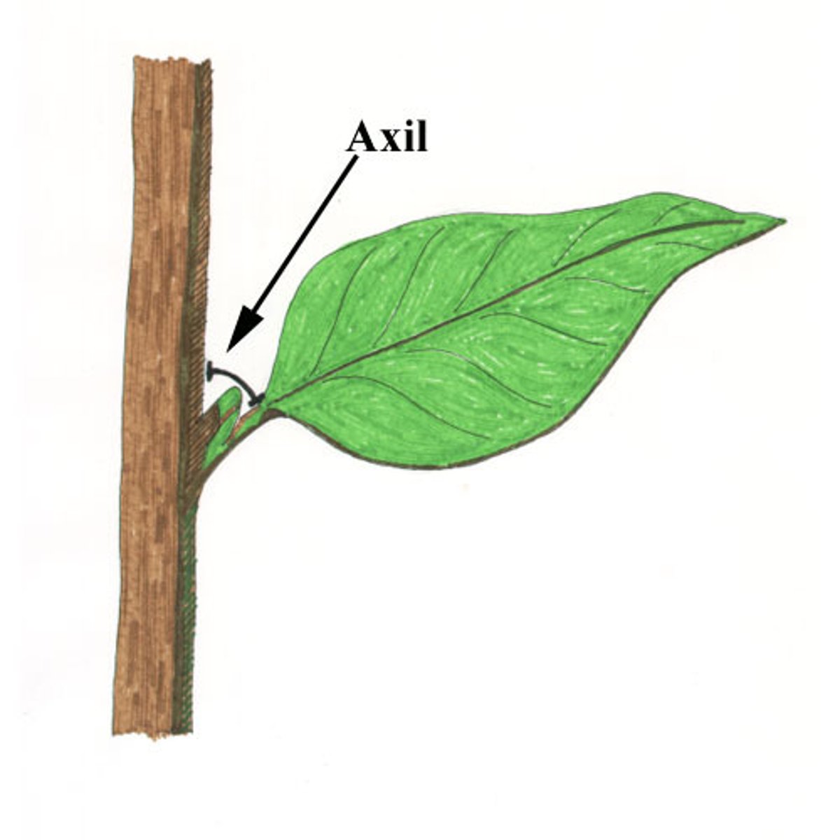 <p>the angle between the upper side of a leaf or stem and the supporting stem or branch</p>