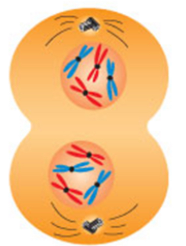 <p>Telophase </p>