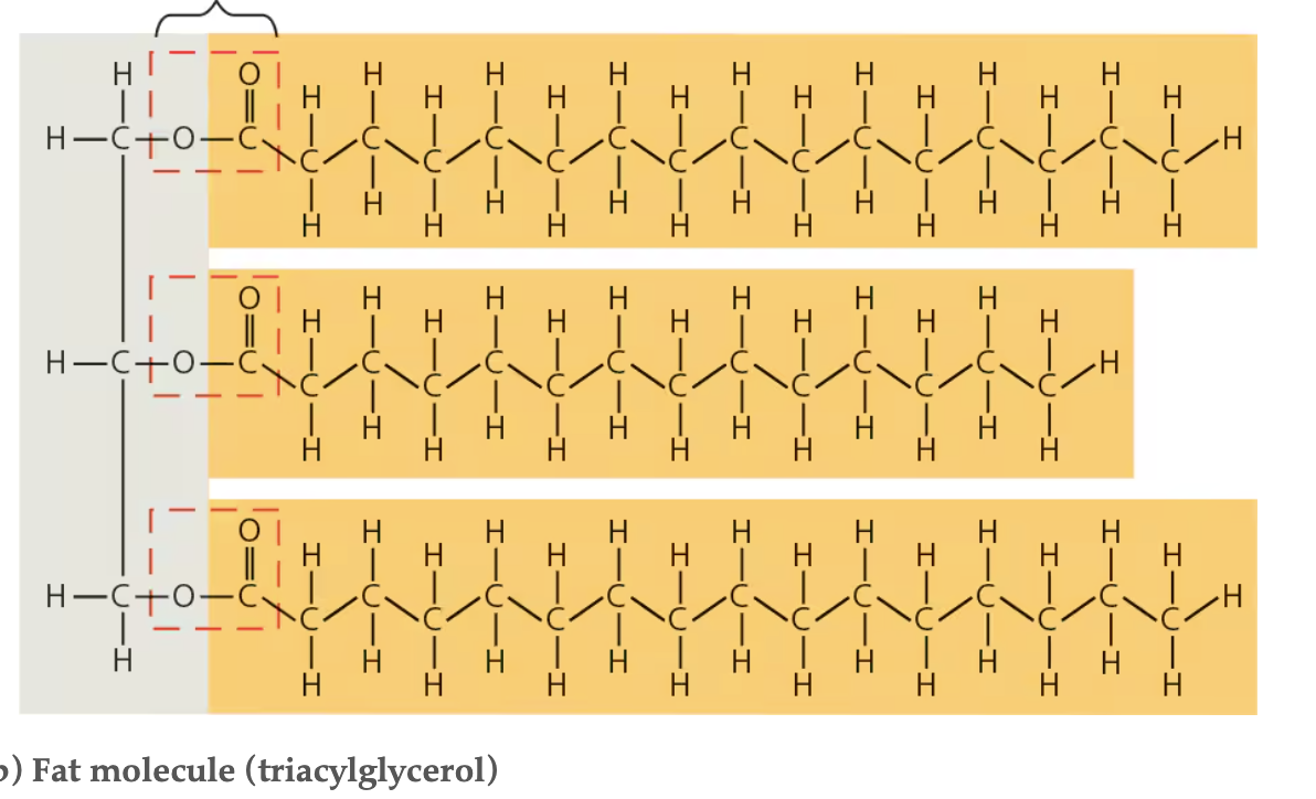 <p><span>a lipid consisting of three fatty acids linked to one glycerol molecule</span></p><ul><li><p><span>Triglyceride or triacylglycerol</span></p><ul><li><p><span>In making a fat, three fatty acid molecules are each joined to glycerol by an ester linkage, a bond formed by a dehydration reaction between a hydroxyl group and a carboxyl group</span></p><ul><li><p><span>Fat can be storage or cushioning for organs</span></p></li></ul></li></ul></li></ul><p></p>