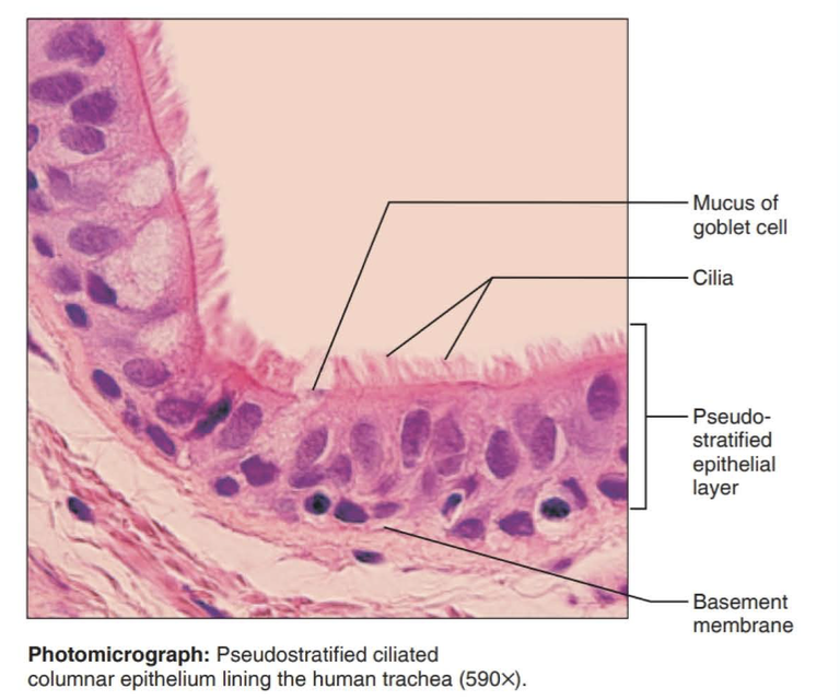 <p>tissue that consists of a single layer of irregularly shaped and sized cells that give the appearance of multiple layers; found in ducts of certain glands and the upper respiratory tract</p>