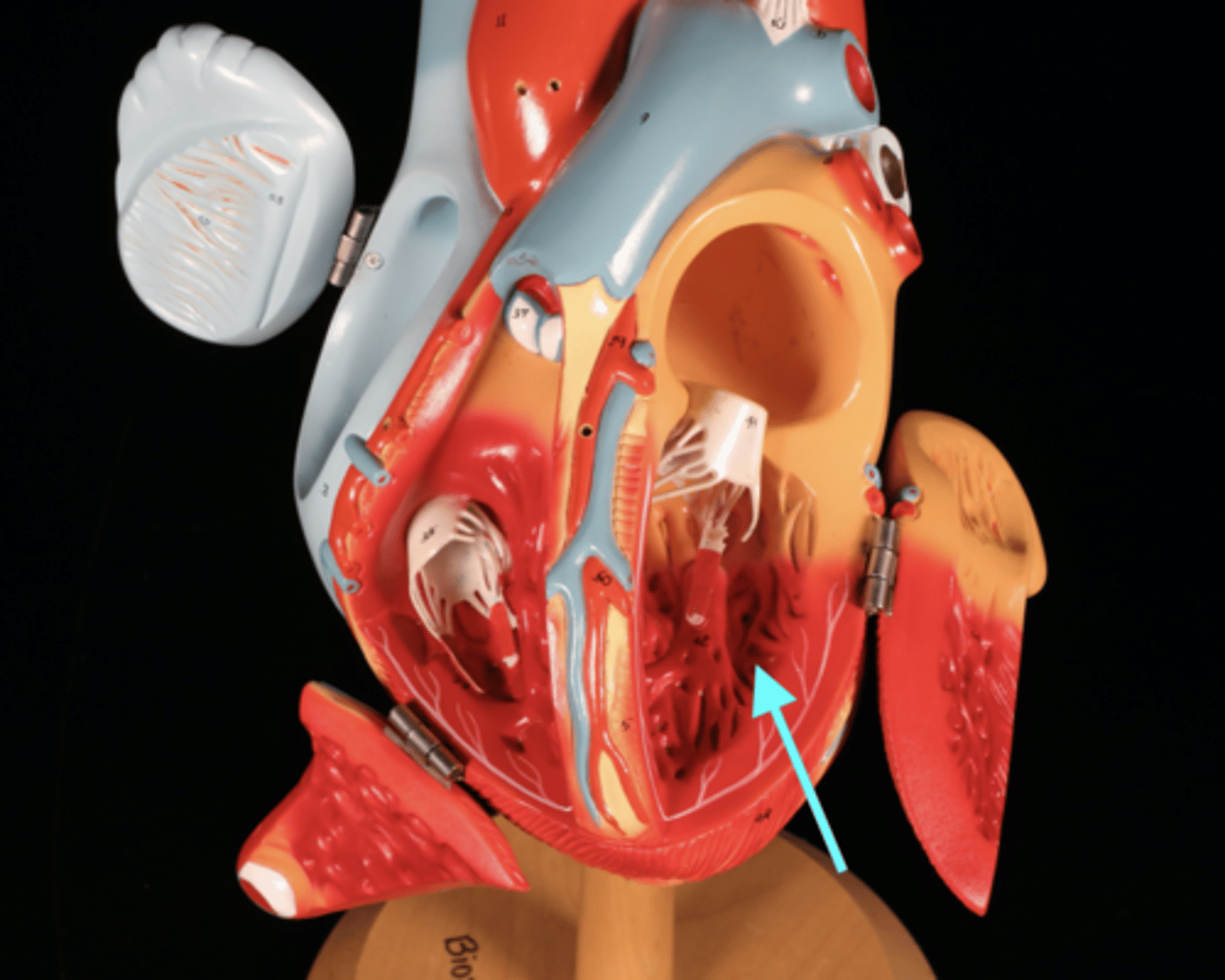 knowt flashcard image