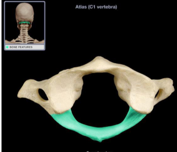 <p>Posterior arch</p>