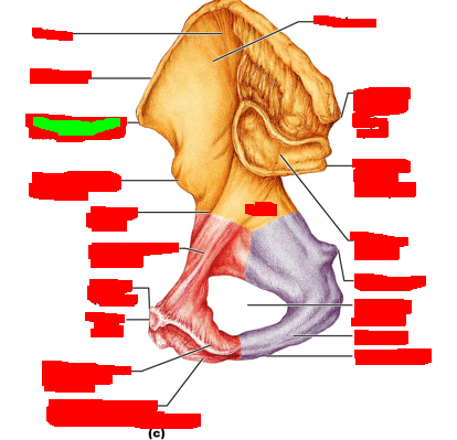 term image