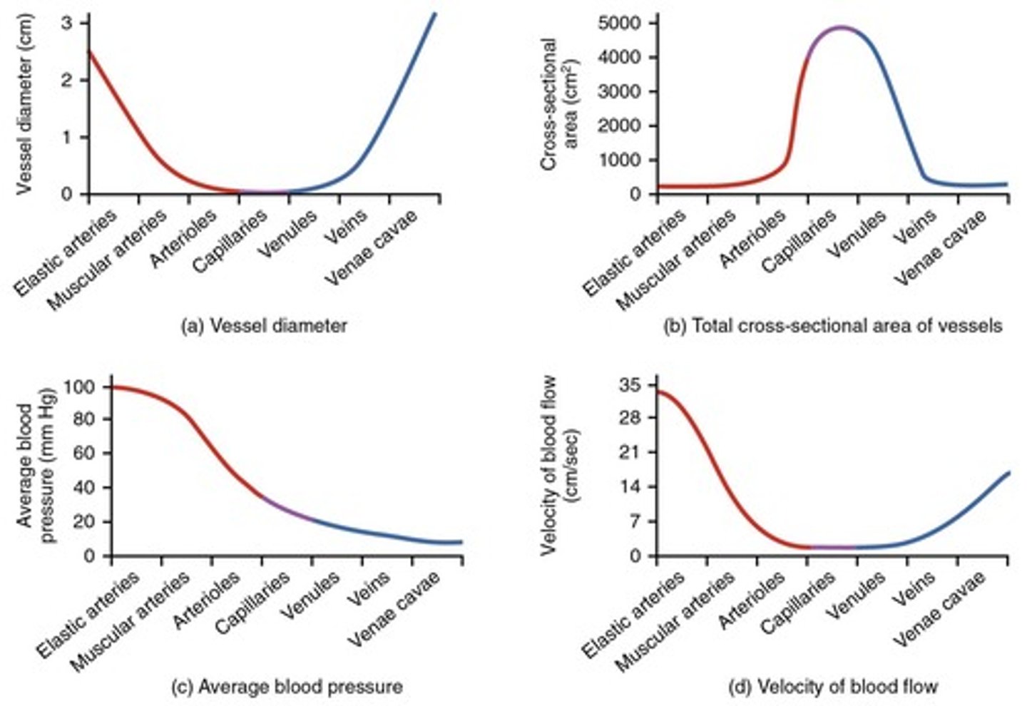 <p>Wider vessels reduce resistance, increasing blood flow.</p>