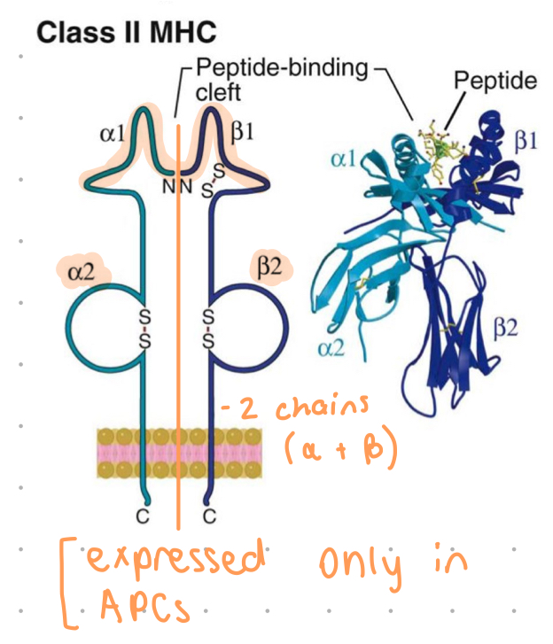 <ul><li><p>an alpha and beta chain</p></li><li><p>a1 and b1 = polymorphic residues, form (open conformation) binding cleft</p></li><li><p>cleft accommodates 10-30 aa’s</p></li><li><p>b2 = binding site for CD4+ only</p></li><li><p>a2 and b2 chains anchor MHC to membrane of APCs (DCs, B cells, macrophages)</p></li></ul>