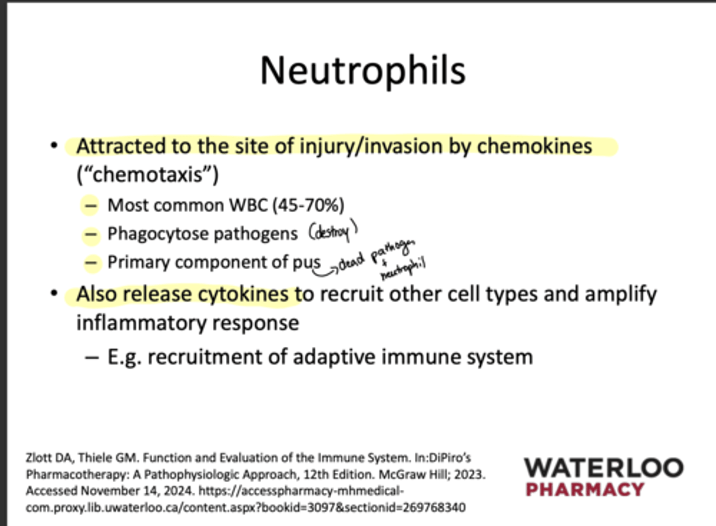 <p>neutrophils</p>