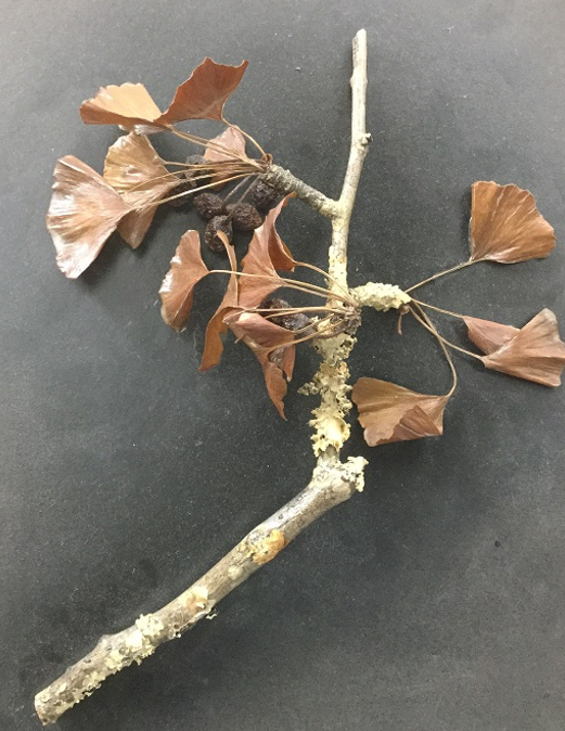 <p>This organism is:</p><ul><li><p>Ginkgo biloba</p></li><li><p>Ephedra</p></li><li><p>Equisetum</p></li><li><p>Oedogonium</p></li></ul><p></p>
