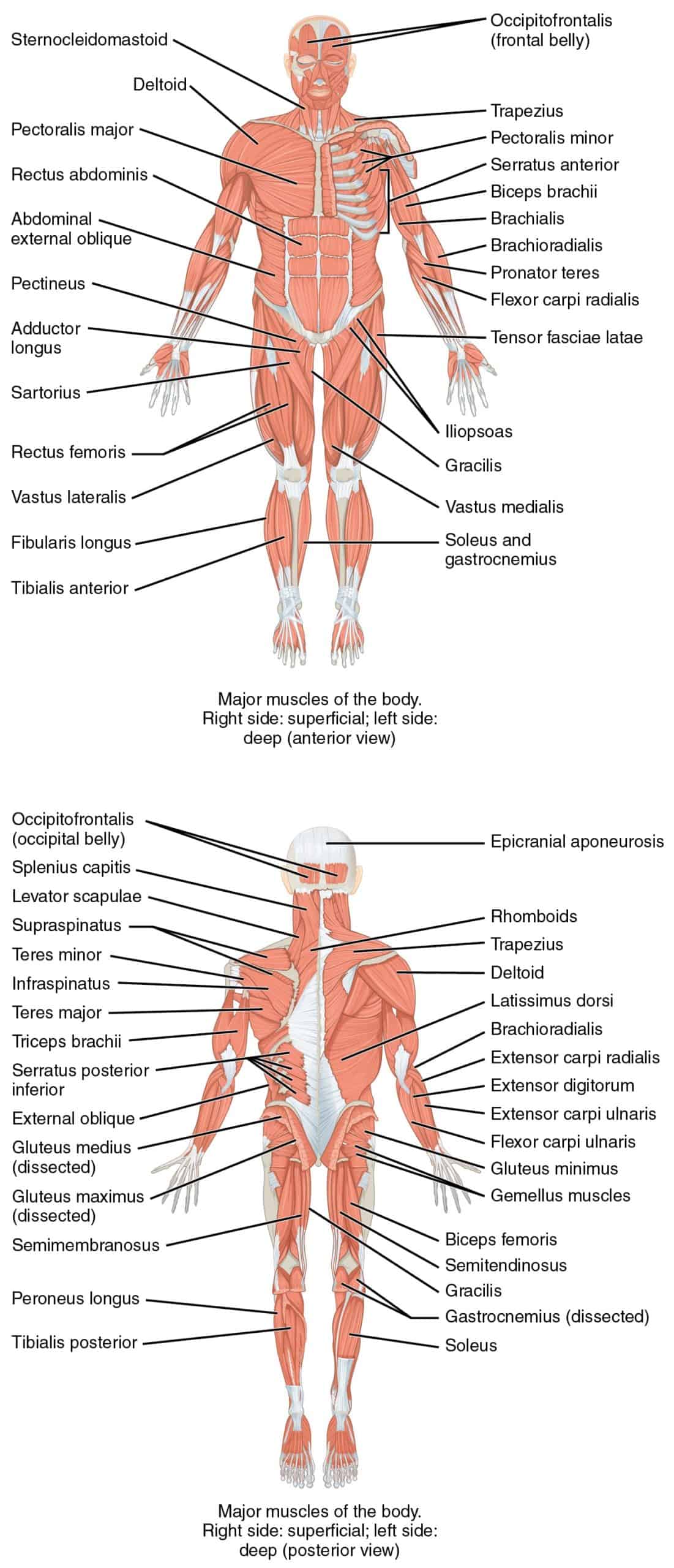 <p><span style="color: rgb(43, 49, 80)">Which muscle is located towards the front of the lower leg?</span></p>