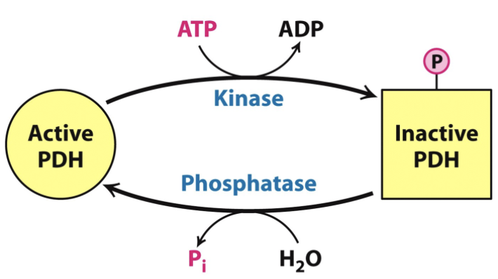<p>Regulation of Pyruvate Dehydrogenase</p>