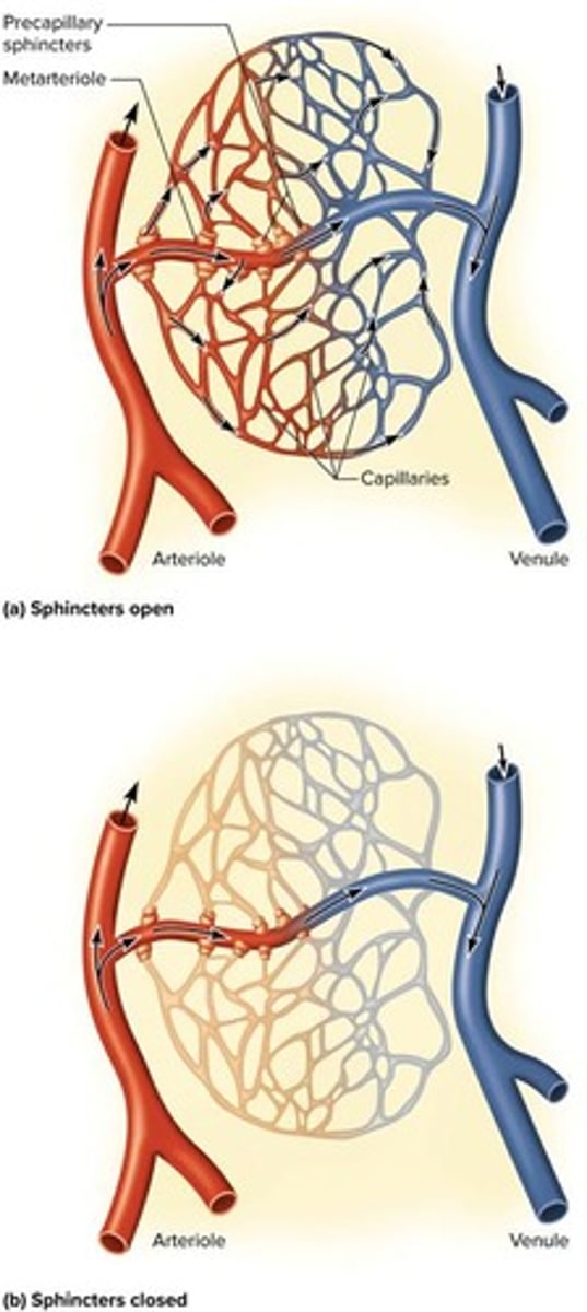 <p>They control blood flow in capillary beds by constricting or relaxing.</p>