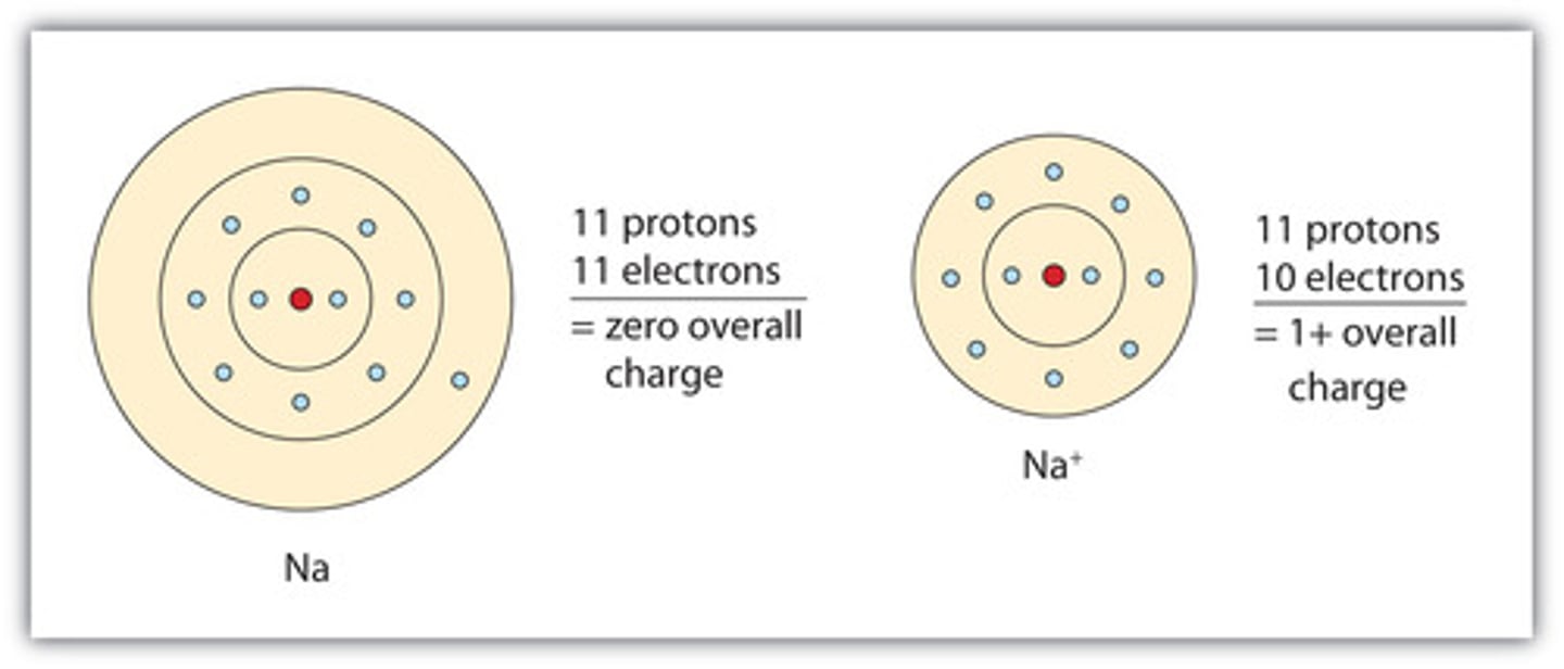 <p>it becomes a positive ion with a smaller radius (usually due a loss in a shell) Ex) Na --> Na+ + e-</p>