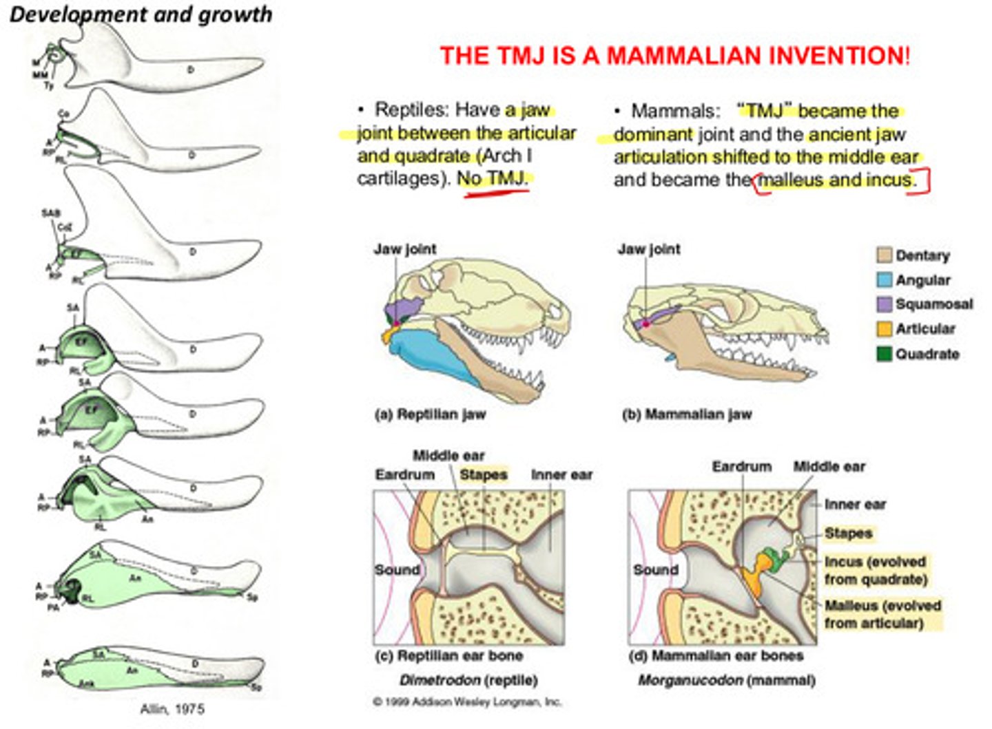 <p>reptiles do NOT have a TMJ, but they do have a jaw joint between the articular and quadrate cartilages</p><p>mammals do have a TMJ which became the dominant joint and the ancient jaw articulation shifted to the middle ear bones</p>