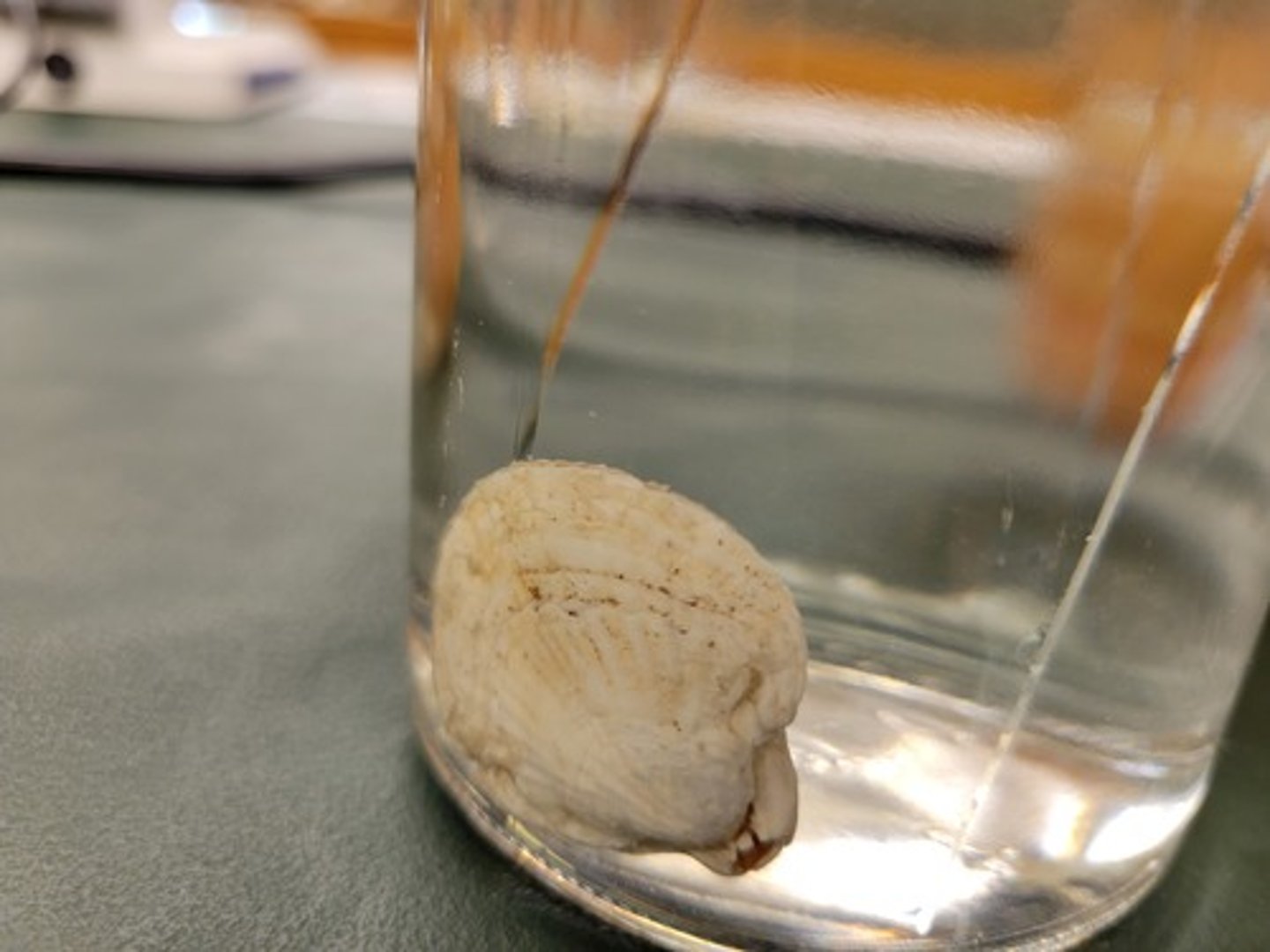 <p>Identify taxonomy</p>