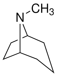 <p>identify the image</p>