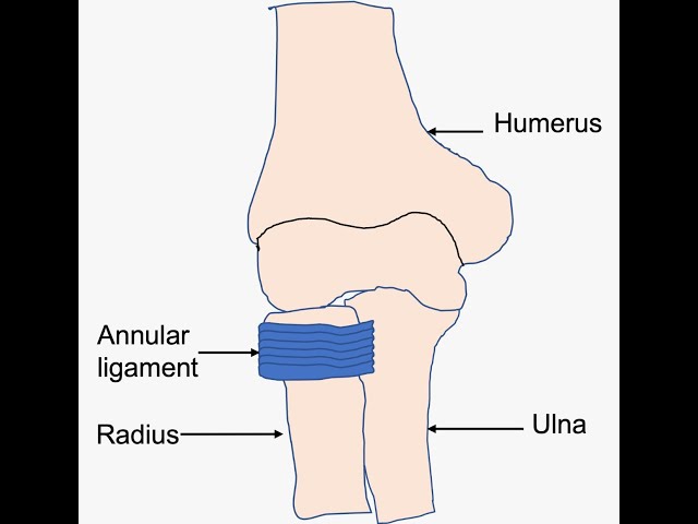 <p>on the beginning of the radius from the elbow</p>