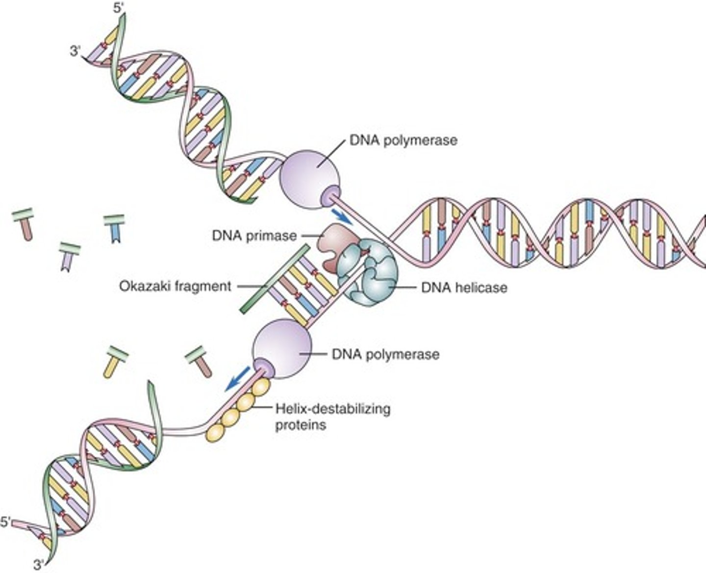 <p>DNA helicase</p>