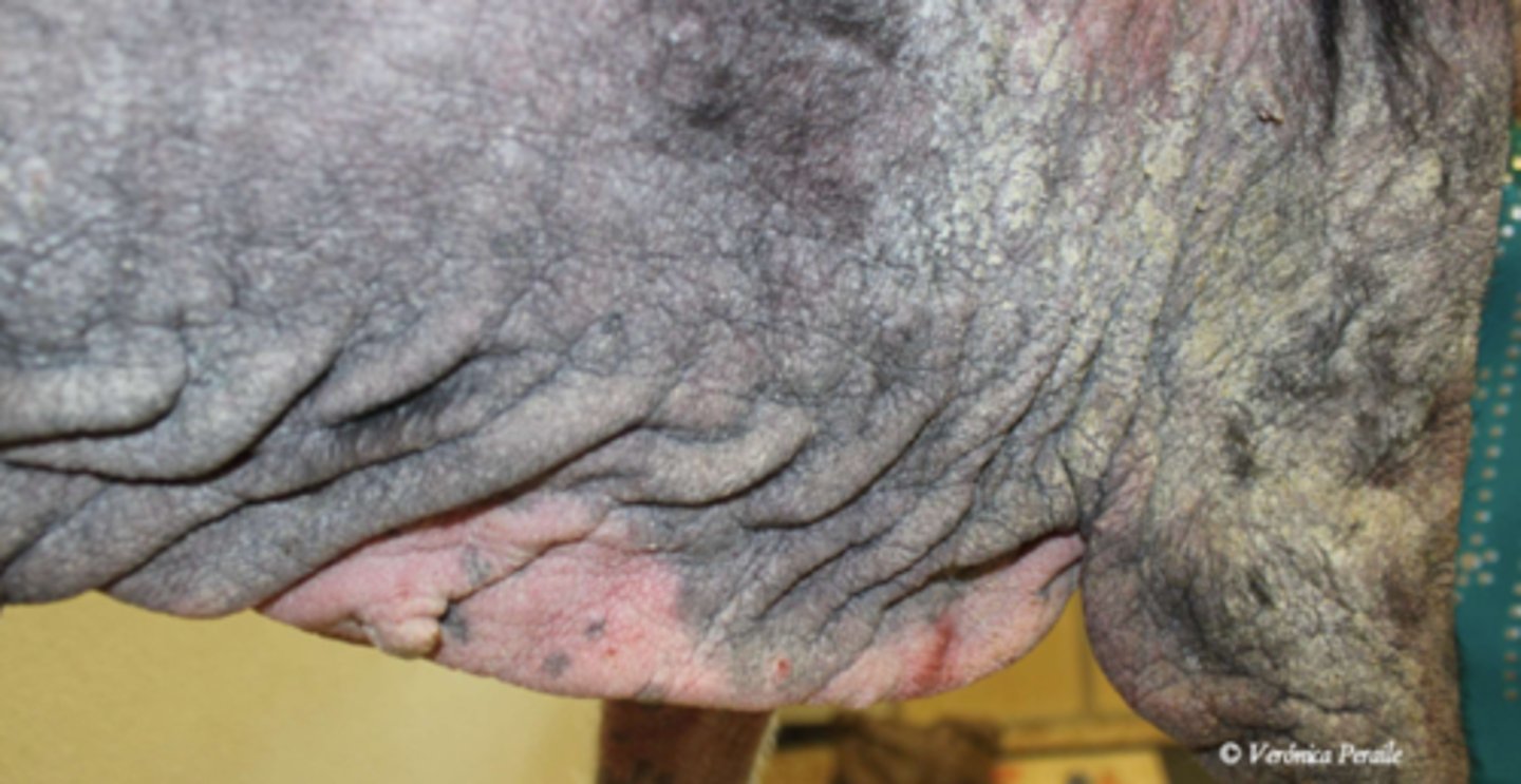 <p>¿lesión?</p><p>¿primaria o secundaria?</p>