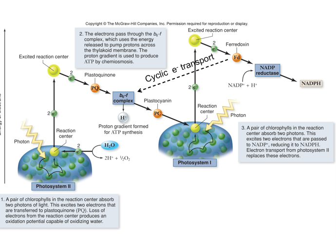 <p>1) begin bij fotosysteem II (nieuwste), een paar chlorofylen absorberen 2 fotonen licht in het reactiecentrum. Dit exiteerd 2 electronen, die worden overgedragen aan plastoquinone, verlies aan elektronen op reactiecentrum oroduceerd een oxidatiepottentiaal dat in staat is om water te oxideren</p><p>2) de electronen paseren de be-f-complex dat de vrijkomende energie gebruikt om prtonen over het tylakoïde membraan te pompen, door chemiosmose kan ATP worden geproduceert</p><p>3) eindigen bij fotosysteem I; een paar chlorofylen in het reactiecentrum absorberen 2 fotonen dit exiteert 2 elektronen die worden doorgegeven aan NADP<sup>+ </sup>(elektrontransport van fotosysteem II vervangt deze electronen)</p><p></p>