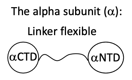 <p>2 extremities αCTD &amp; αNTD</p><ul><li><p>αNTD —&gt; associates to&nbsp;β</p></li><li><p>αCTD —&gt; interacts w/ DNA 7 transcription regulatory proteins </p></li></ul><p></p>
