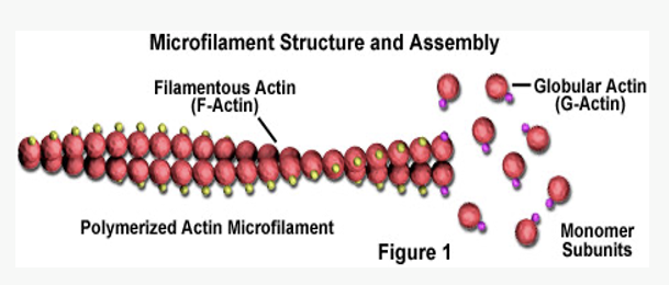 <ul><li><p><span>Thinnest component of cytoskeleton</span></p></li><li><p><span>Made of globular actin monomers&nbsp;</span></p><ul><li><p><span>Each with ATP binding site</span></p></li></ul></li><li><p><span>Polymerize into a&nbsp; microfilament (6-8 nm)</span></p><ul><li><p><span>Two strings of beads twisted together</span></p></li><li><p><span>Monomers oriented in one direction producing polarity</span></p></li><li><p><span>“Plus end” and a “minus” end</span></p></li></ul></li><li><p><span>Dynamic structures</span></p><ul><li><p><span><em>“</em><strong>Plus” end is fast growing</strong></span></p></li><li><p><span>“Minus” end is slow growing</span></p></li></ul></li></ul><p></p>