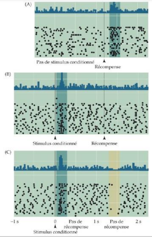 ces neurones ont une activité phasique, signalant la présence d'une récompense
-avant apprentissage : les neurones dopaminergiques répondent à la présentation d'une récompense (ex : jus de fruit)
-après apprentissage : les neurones dopaminergiques répondent à la présentation d'un signal avertisseur (un bip sonore) initialement neutre, annonçant une récompense.
-les neurones dopaminergiques ne répondent plus lors de la présentation de la récompense, mais juste au signal
-après apprentissage si le signal avertisseur n'est pas suivi de la récompense : les neurones dopaminergiques cessent de décharger au moment où la récompense aurait dû survenir 
=>l'activation de la boucle limbique par les neurones dopaminergiques aurait pour objectif de renforcer les comportements ayant pour conséquence une récompense