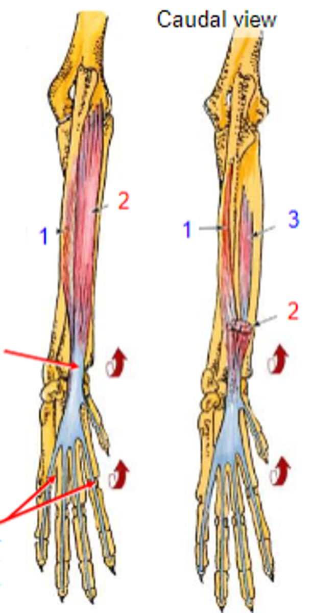 <p>What muscle is shown?</p>