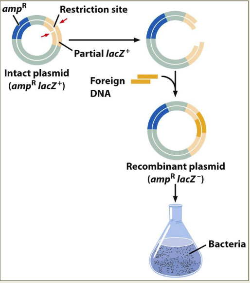 - Lac Z+- encodes for gene B-galactosidase and contains MCS 
- If target DNA is in the plasmid, LacZ gene is disrupted and B-galactosidase is not functional
- After transformation and plating (w/ X-gal & amp^R):
-- All colonies on plate have a plasmid (selected  for with amp^R)
- White colonies on plate have target sequence (LacZ disrupted- Xgal not broken-down=no blue)
-- White colonies=Lac Z disrupted---> no B-galactosidase 
-- White colonies= can make something is messed up or something worked  
