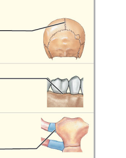 What type of movement is synarthrosis?