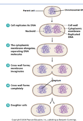 <p>Asexual by binary fission, <span>it is a direct division of a single cell, involving the replication of a single circular DNA chromosome and the splitting of the cell into two.&nbsp;</span></p>