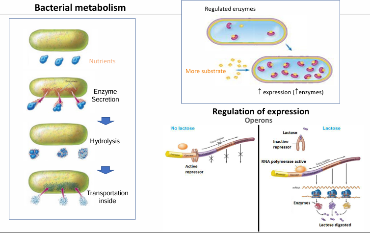 <p></p><ul><li><p>Por fuera</p></li></ul><p>Cómo acceden a ellos?</p><ul><li><p>Secretan enzimas hidrolíticas que hidrolizan los nutrientes → una vez hidrolizados pueden transportarlos al interior, los absorben.</p></li></ul><p>La expresión de genes tiene que estar especialmente regulada? Por qué?</p><ul><li><p>Debido a su tamaño, como no pueden tener un gran arsenal de genes o no pueden tenerlos expresados a la vez, la expresión de genes metabólicos debe estar muy regulada para que se expresen y produzcan las enzimas que se necesitan en ese momento.</p></li></ul><p></p>