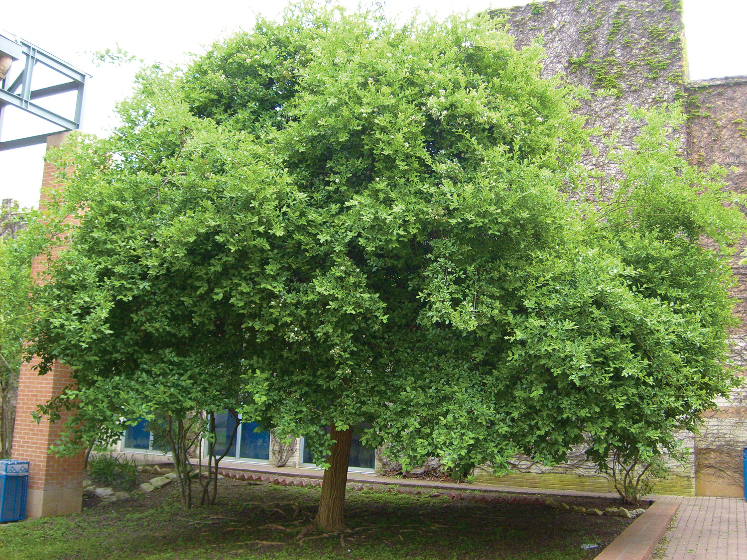 Sandpaper tree/Anacua