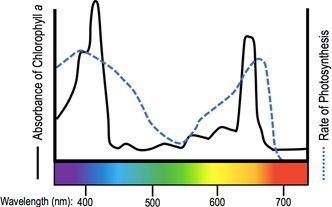 <p><strong>Compare and contrast the action spectrum and absorption spectrum.</strong></p><p><em>C1.3.6: Similarities and differences of absorption and action spectra.</em></p>