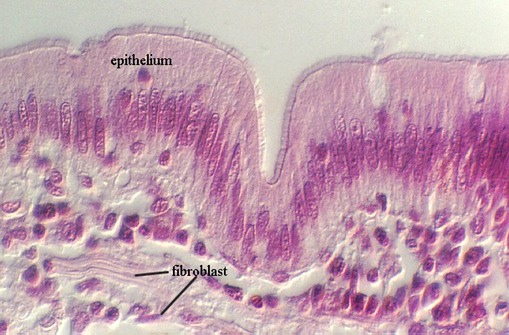 <p>connective tissue with lower amounts of collagen and higher amounts of elastin.</p><p>1) stretchier  </p>