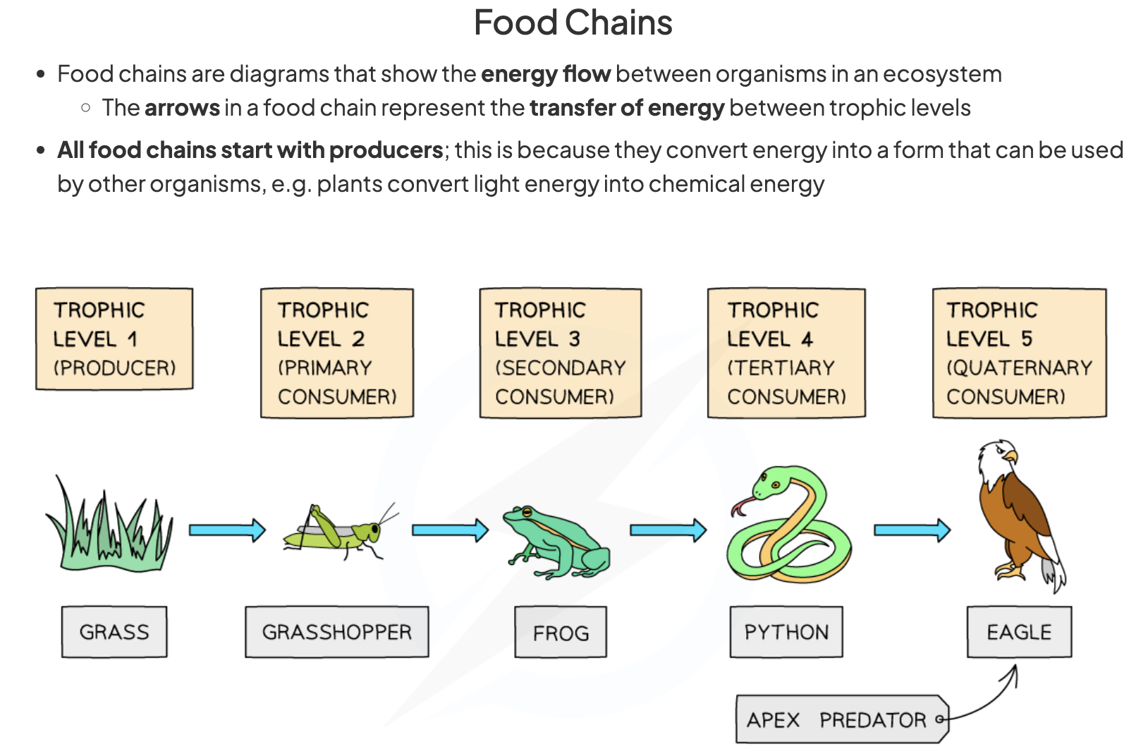 <p>A series of steps in which organisms transfer energy by eating and being eaten</p>