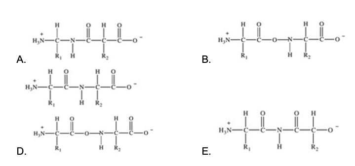<p>Proteins are long chains of amino acids joined together by peptide bonds. Which of the following properly depicts the peptide bond formed between two generic amino acids?</p>