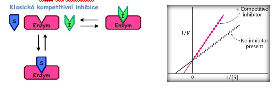 ‐        Inhibitor reaguje s volným enzymem a soutěží se substrátem

‐        Vazné místo v aktivním centru

‐        Může se navázat pouze na volný enzym

‐        V reakční směsi se pak vyskytuje mimo E, S a ES ještě EI (komplex enzym-inhibitor), který se tvoří vratně mezi volným enzymem a inhibitorem

‐        Zvýšení Km 

‐        Vlim se nemění