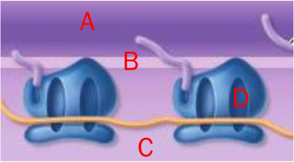 In this image of ribosomes synthesizing protein, which letter indicates the cistern of the RER? 