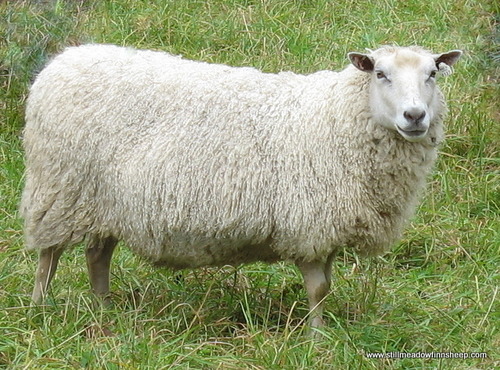 <p><br>What is this sheep breed?</p>