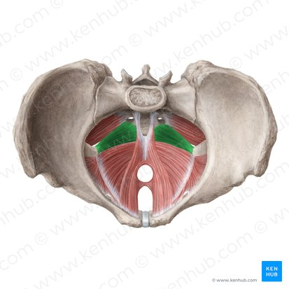 <p>supports pelvic viscera; resists intra-abdominal pressure; and pulls coccyx anteriorly after defecation or childbirth</p>