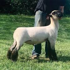 <p><span style="background-color: transparent;"><span>Suffolk</span></span></p>