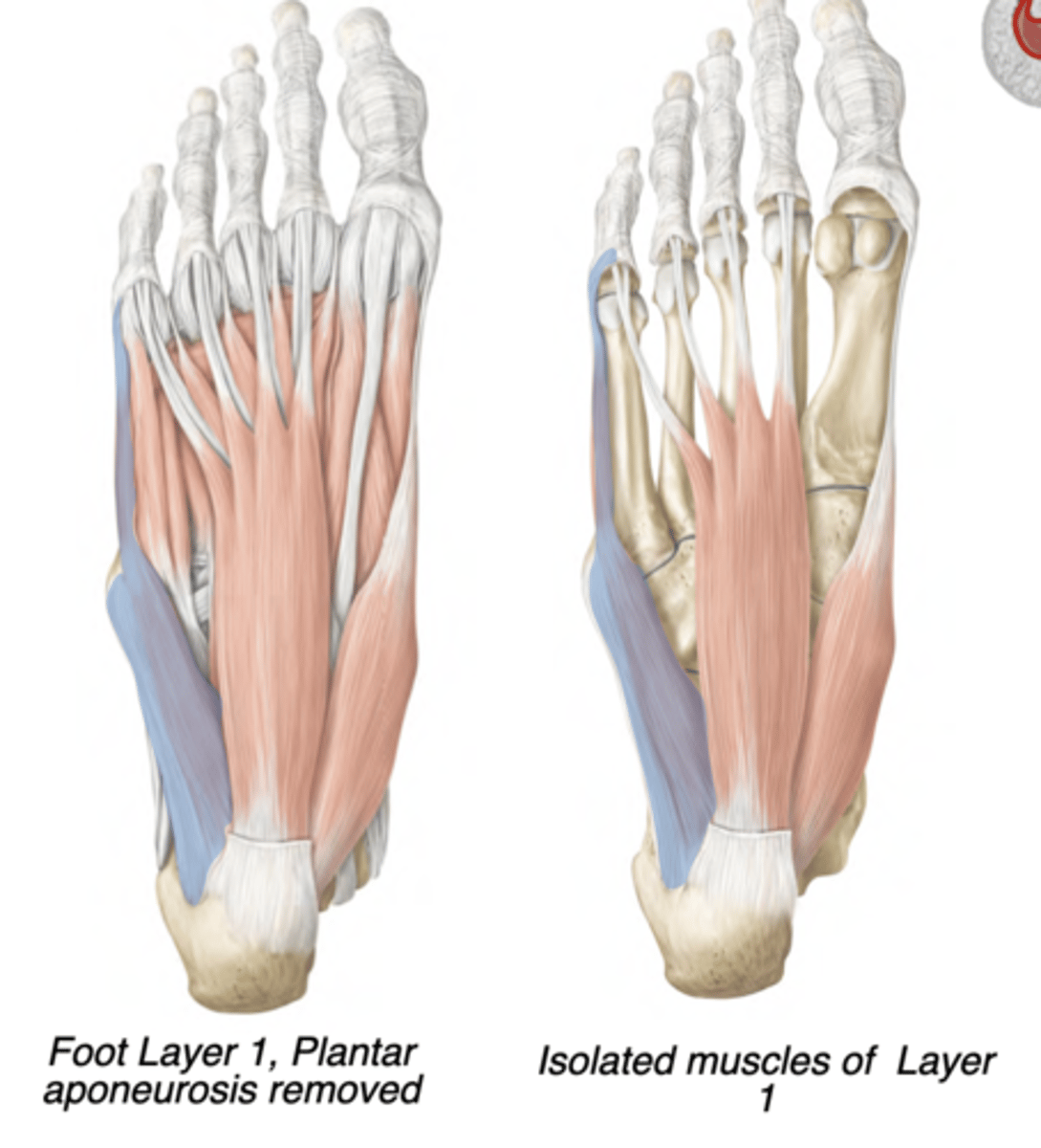 <p>Lateral compartment</p><p>-Lateral plantar nerve</p><p>-Abducts digit 5 (pinky)</p><p>-prox: Calcaneus (tuberosity)</p><p>-distal: Proximal phalanx of digit 5</p>