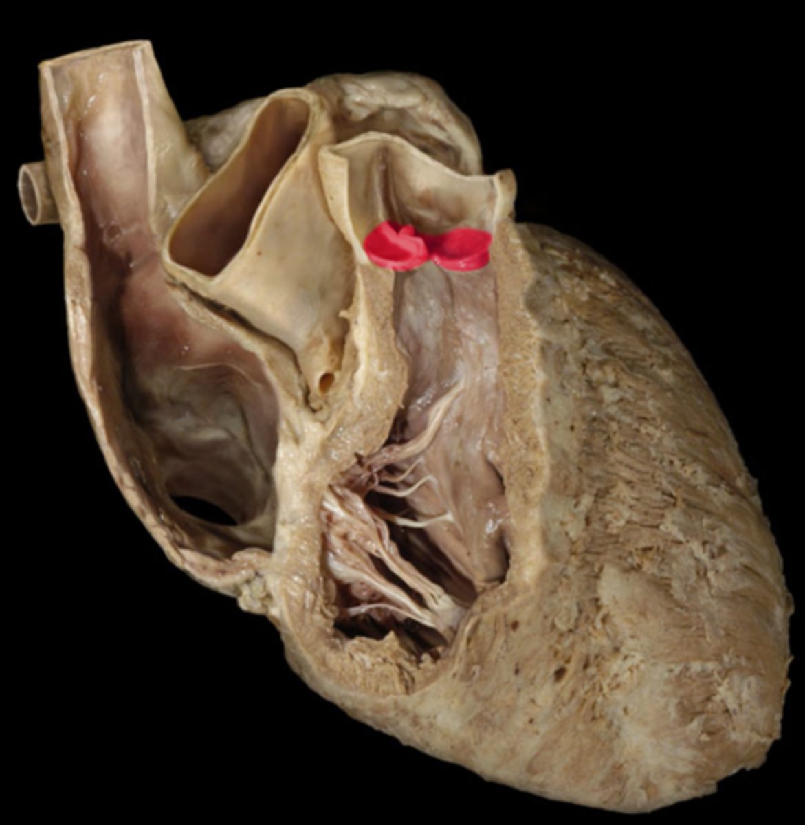 <p>structure. “what are these 3 components?”</p>