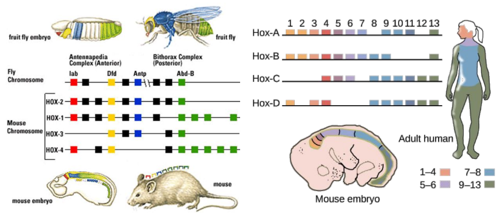 <ul><li><p>The basic structure of many animals is similar - for example, a human, a mouse and a fly all have a head end, a tail end, eyes and limbs.</p></li><li><p>The same group of genes provide the instructions for these body parts in all three organisms - the homeobox genes.</p></li><li><p>The actual genes that determine the shape and structure of the eye are different, but the gene to grow an eye is the same.</p></li></ul>