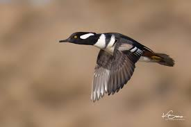 <p><span><span>Lophodytes cucullatus</span></span></p>