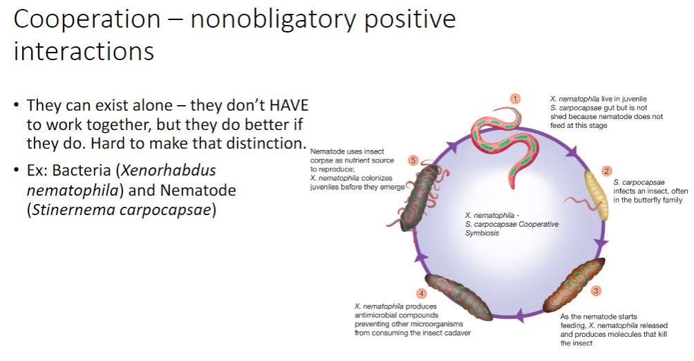 <p>-So far our examples have featured symbionts that promote the growth of hosts in exchange for a safe, nutrient-rich home. The example of the Gram-negative bacterium Xenorhabdus nematophila and its nematode (worm) host Steinernema carpocapsae is remarkable because the bacterium contributes directly to the reproductive success of its host. Juvenile nematodes harboring X nematophila within their guts live in the soil. To mature, the juvenile must find an insect to infect and consume; this is when things get really interesting (figure 19.7). As the hungry juvenile consumes insect blood (haemolymph), X. nematophila is excreted in its feces. X. nematophila is now free-living within the insect, and as the bacteria replicate, they use a type III secretion system to secrete enzymes to kill the insect. Once the insect is dead, the bacteria switch to the production of different compounds that protect the insect from degradation by other bacteria and from attack by ants, thereby protecting the home of their host nematode. Amazingly, as the process continues, X nematophila produces yet a different set of molecular signals that trigger S. carpocapsae development to adulthood. A single insect cadaver may host many adult nematodes that mate, yielding a cadaver that ultimately teems with S. carpocapsae eggs. As these eggs mature to the juvenile stage with X. nematophila symbionts, they leave to find new insect homes and start the cycle anew. Because the partners can be grown separately in the laboratory, it has been possible to dissect these events at the structural, molecular, and biochemical level, making this an important model system.</p>