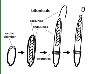 <p>-zewnętrzna ściana jest sztywna i pęka pod wpływem turgoru <br>-wewnętrzna ściana jest elastyczna - “eksplozywnie” wypuszcza zarodniki przez otwór</p>